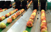 Feeding V-Belt in line